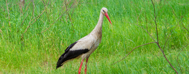 stork nature good weather spring.