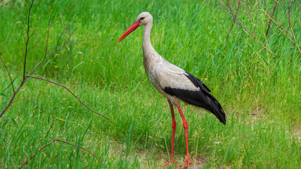 stork nature good weather spring.