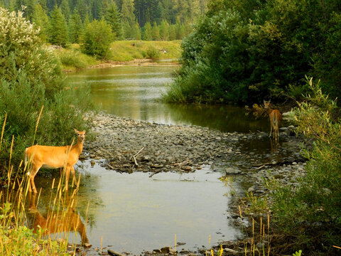 Mule Deer in a Creek