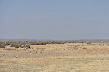 Pronghorn In Colorado Field 