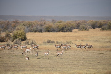 Pronghorn In Colorado Field 