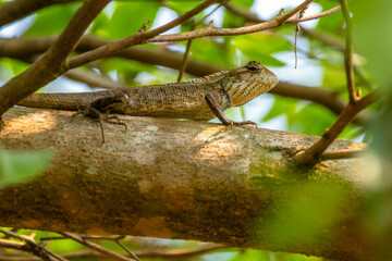 The oriental garden lizard (Calotes versicolor), also called the eastern garden lizard, Indian...