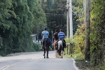 horse and rider on the road
