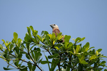 The scaly-breasted munia or spotted munia (Lonchura punctulata)