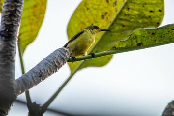 The olive-backed sunbird (Cinnyris jugularis), also known as the yellow-bellied sunbird