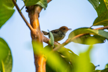 The olive-backed sunbird (Cinnyris jugularis), also known as the yellow-bellied sunbird