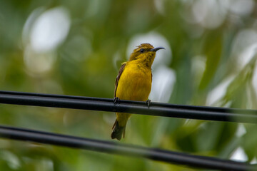 The olive-backed sunbird (Cinnyris jugularis), also known as the yellow-bellied sunbird