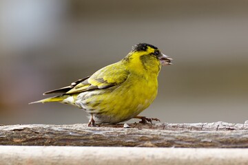 Spinus spinus, male on the feeder. Czechia