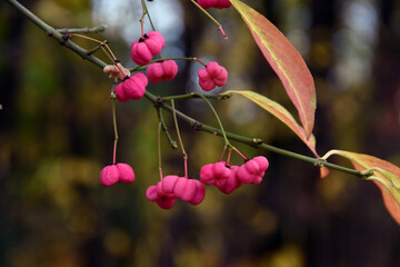 Berries on a branch in the forest