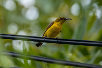 The olive-backed sunbird (Cinnyris jugularis), also known as the yellow-bellied sunbird