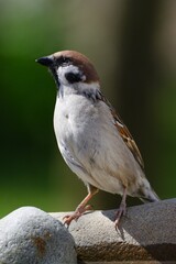 Tree sparrow stands on stones and looks at the sky. Czechia.