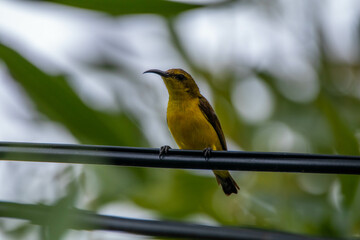 The olive-backed sunbird (Cinnyris jugularis), also known as the yellow-bellied sunbird