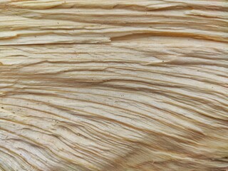 texture of wood