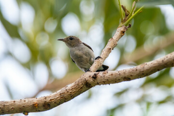 The scarlet-headed flowerpecker (Dicaeum trochileum) is a bird species in the family of Dicaeidae