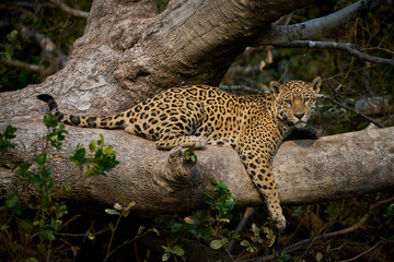 Fototapeta na wymiar Jaguar (Panthera onca) resting along the Cuiabá River, Brazil