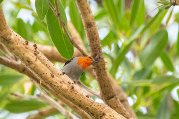 The scarlet-headed flowerpecker (Dicaeum trochileum) is a bird species in the family of Dicaeidae
