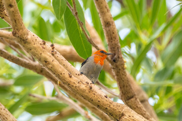 The scarlet-headed flowerpecker (Dicaeum trochileum) is a bird species in the family of Dicaeidae
