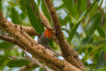 The scarlet-headed flowerpecker (Dicaeum trochileum) is a bird species in the family of Dicaeidae