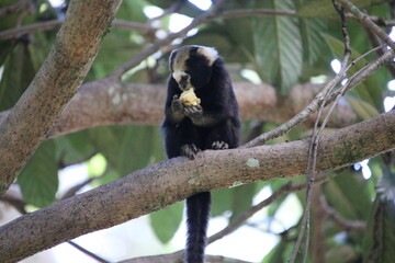wild little monkey on a tree eating fruit