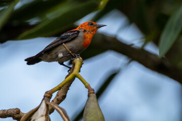 The scarlet-headed flowerpecker (Dicaeum trochileum) is a bird species in the family of Dicaeidae
