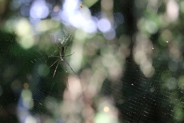 spider in web
