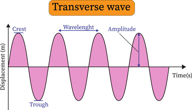  transverse wave presentation . Crest, trough, wavelength and amplitude ,vector illustration 