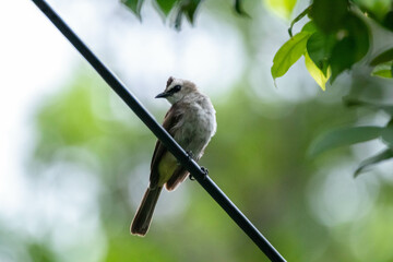 The yellow-vented bulbul (Pycnonotus goiavier), or eastern yellow-vented bulbul, is a member of the bulbul family of passerine birds