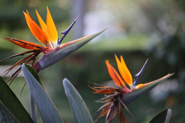 Bird of paradise flower (Strelitzia)