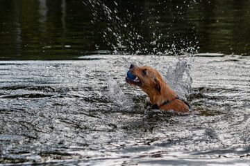 dog playing in the lake