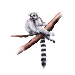 PNG realistic painting of cute ring-tailed lemur sitting on the tree isolated on transparent background   © Iulliart
