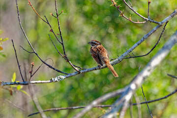 Song sparrow on a branch