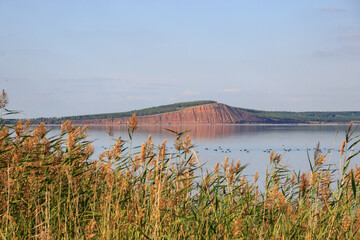 steep red clay shores of the lake in summer. ducks feed in shallow water in reed beds