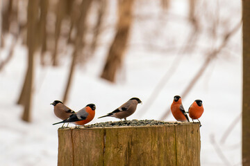 a flock of five male and female bullfinches are sitting on a large tree stump and eating seeds in a...
