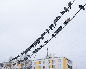 a flock of urban gray pigeons are sitting on wires along the entire frame against a light sky and blurred multistory building background and snowing
