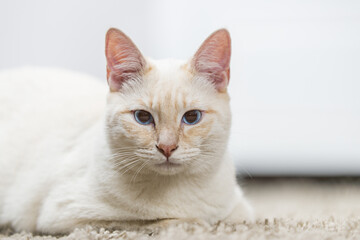Portrait of a white kitten with some tan hair and deep blue eyes