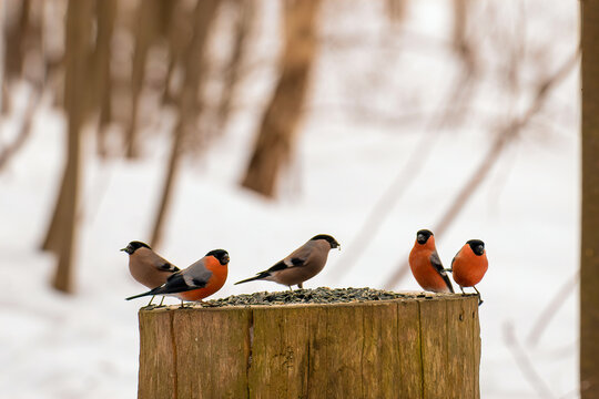 a flock of five male and female bullfinches are sitting on a large tree stump and eating seeds in a winter forest on a blurry light background