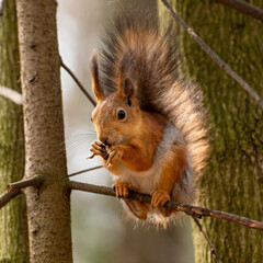 a beautiful red squirrel is sitting on a tree branch in the spring forest on a bright blurred background with bokeh