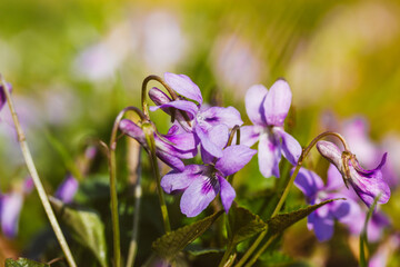 Fototapeta na wymiar Blooming forest violet Viola odorata. Small fragrant violet flowers in bloom against a green natural background. Lilac wildflowers in bloom in garden, park, woods. Spring landscape. Selective focus.