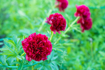 Red Peony albiflora. Paeonia officinalis Command Performance in the garden.Big magenta colored flowers of common peonies in park