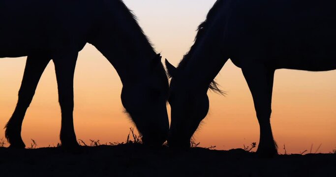 Camargue or Camarguais Horse in the Dunes at Sunrise, Camargue in the South East of France, Les Saintes Maries de la Mer, Real Time 4K