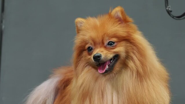 Portrait muzzle of funny well-groomed pomeranian spitz dog in grooming salon after professional hygienic and beauty procedures. Ginger fluffy happy puppy is looking at camera deeply breathing. 