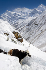 Yak on the Annapurna Circuit trekking route. Local animals. © Wrapstudio