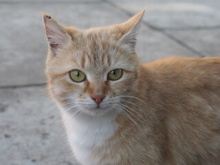 A red cat with a white chest