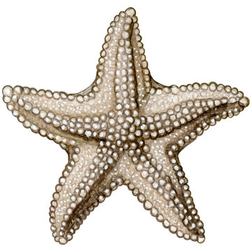 Watercolor hand drawn starfish