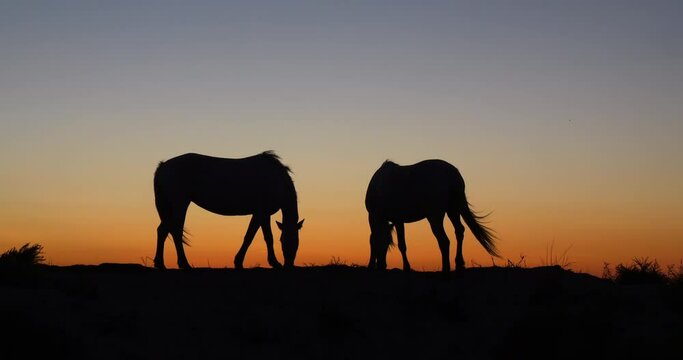 Camargue or Camarguais Horse in the Dunes at Sunrise, Camargue in the South East of France, Les Saintes Maries de la Mer, Real Time 4K