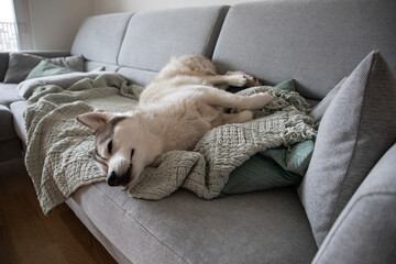 Cute Husky dog sleeping on couch sofa
