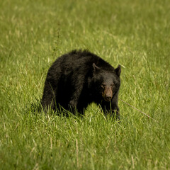 Black Bear Walking Through Grassy Field