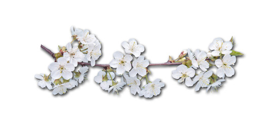 Spring Cherry Blossom On blue Background.