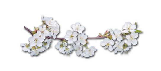Spring Cherry Blossom On blue Background.