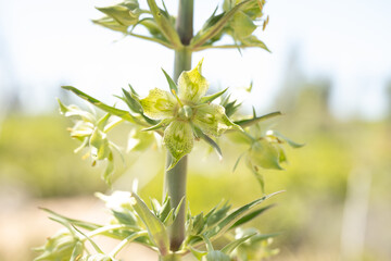 Bright Sun Backlights The Symmetrical Blooms On Monument Plant